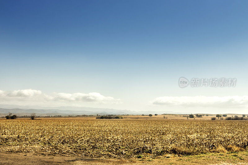 最近收获的玉米，在潮湿的Pampa, Córdoba，阿根廷。